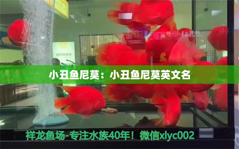 小丑魚尼莫：小丑魚尼莫英文名 海水魚