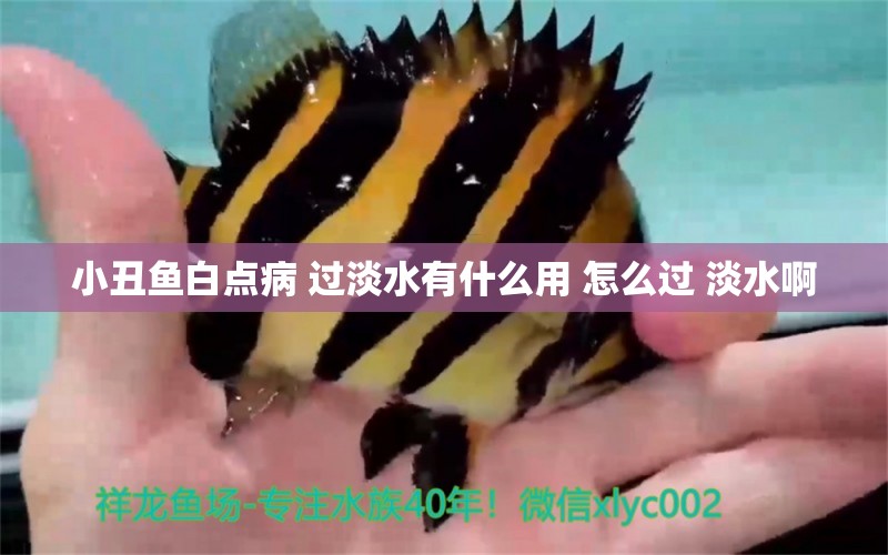 小丑魚白點(diǎn)病 過淡水有什么用 怎么過 淡水啊 海水魚