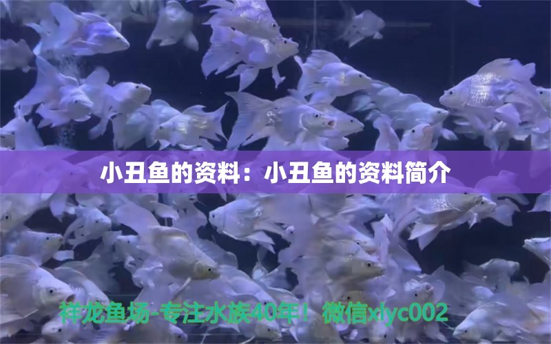 小丑魚的資料：小丑魚的資料簡介