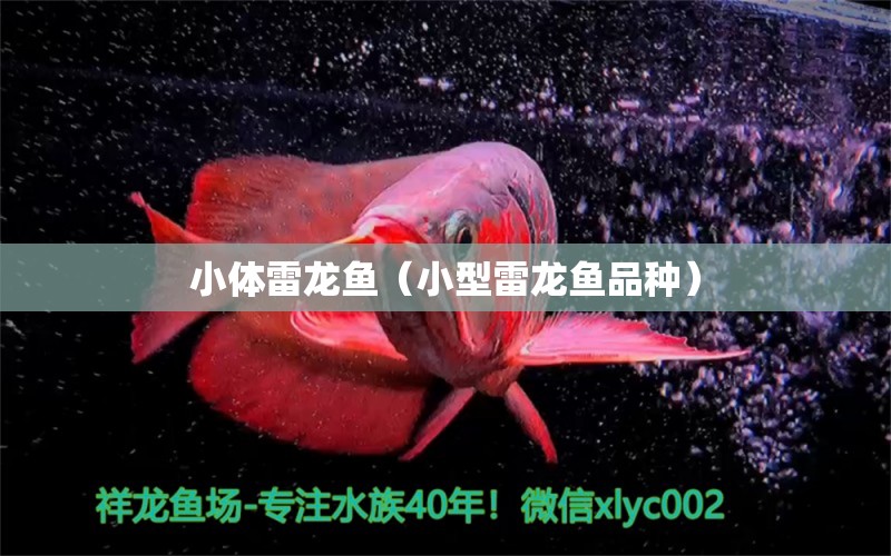 小體雷龍魚（小型雷龍魚品種） 龍魚疾病與治療