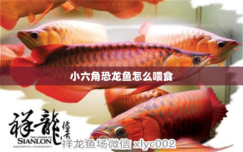 小六角恐龍魚(yú)怎么喂食