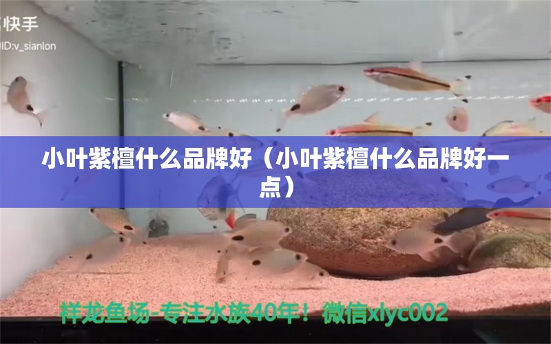 小葉紫檀什么品牌好（小葉紫檀什么品牌好一點） 文玩