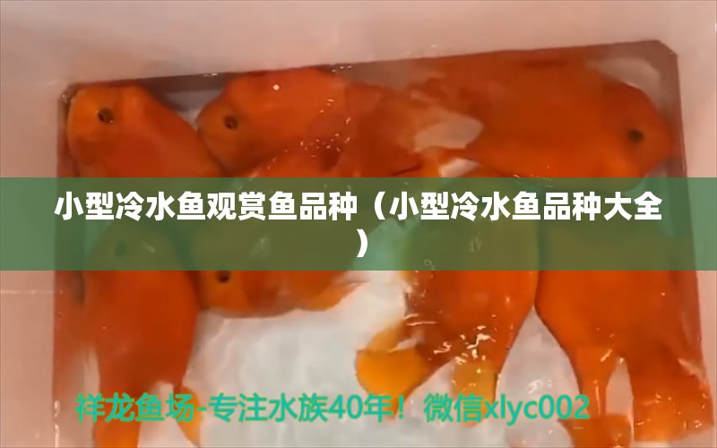 小型冷水魚觀賞魚品種（小型冷水魚品種大全） 除藻劑