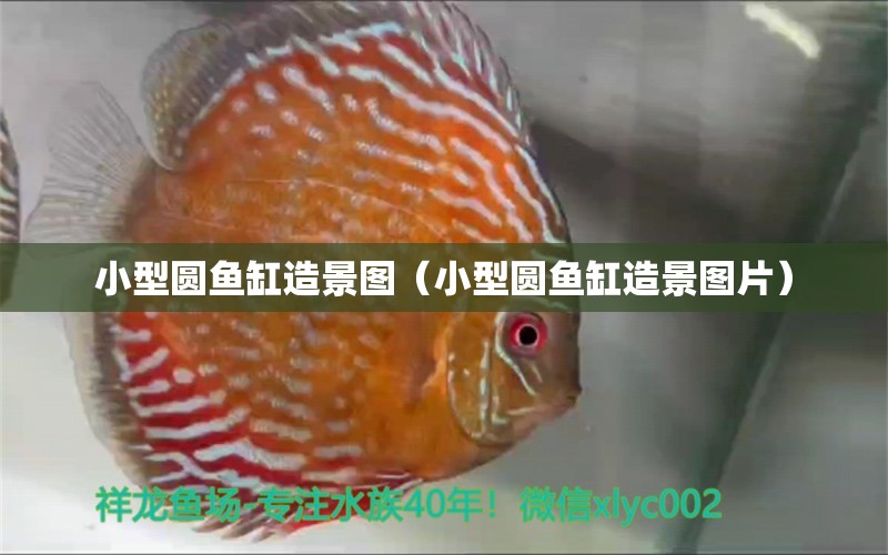 小型圓魚(yú)缸造景圖（小型圓魚(yú)缸造景圖片）