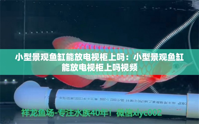 小型景觀魚缸能放電視柜上嗎：小型景觀魚缸能放電視柜上嗎視頻