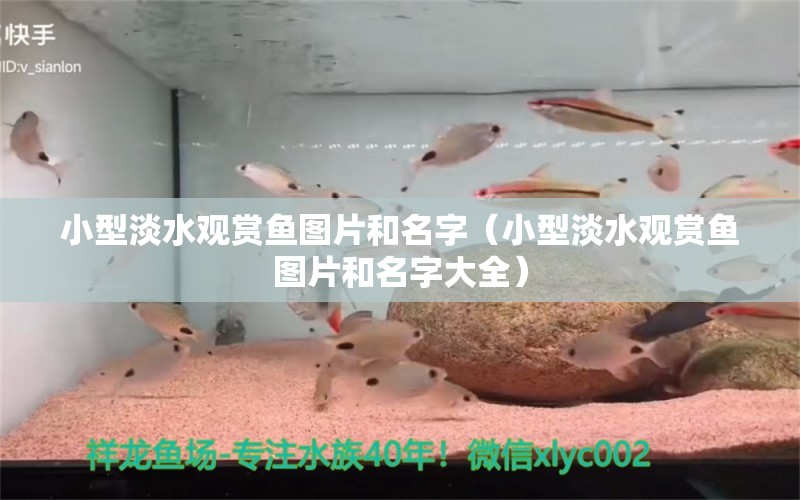 小型淡水觀賞魚圖片和名字（小型淡水觀賞魚圖片和名字大全）