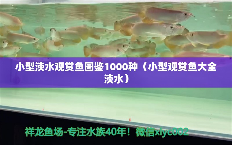 小型淡水觀賞魚圖鑒1000種（小型觀賞魚大全淡水）