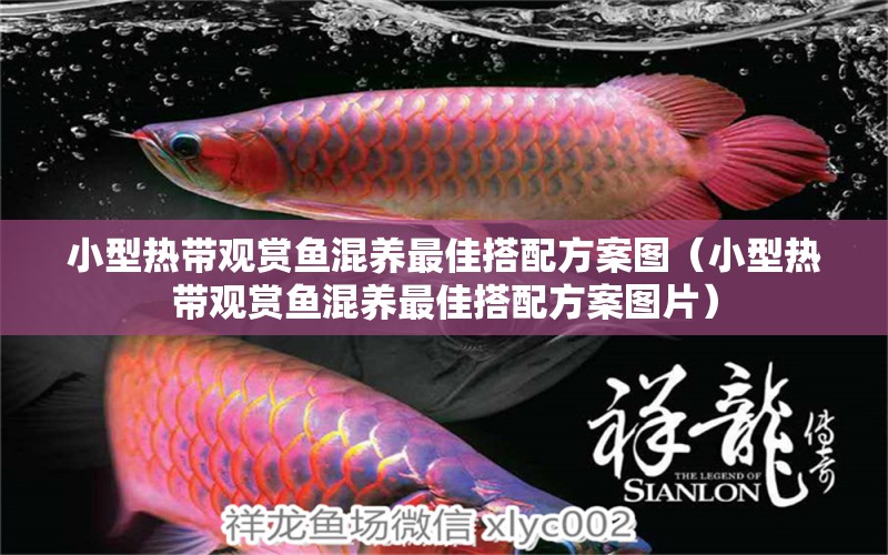 小型熱帶觀賞魚混養(yǎng)最佳搭配方案圖（小型熱帶觀賞魚混養(yǎng)最佳搭配方案圖片） 南美異形觀賞魚