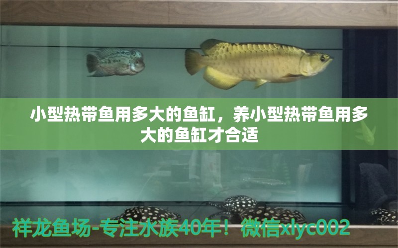 小型熱帶魚用多大的魚缸，養(yǎng)小型熱帶魚用多大的魚缸才合適 小型觀賞魚