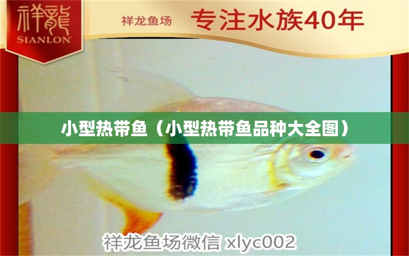 小型熱帶魚(yú)（小型熱帶魚(yú)品種大全圖）