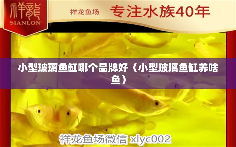 小型玻璃魚缸哪個(gè)品牌好（小型玻璃魚缸養(yǎng)啥魚） 魚缸凈水劑