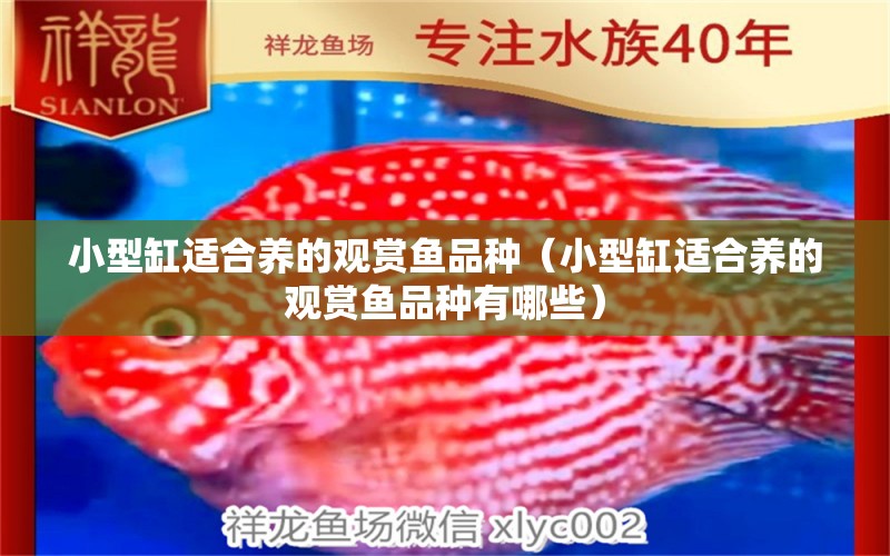 小型缸適合養(yǎng)的觀賞魚品種（小型缸適合養(yǎng)的觀賞魚品種有哪些） 魚缸凈水劑