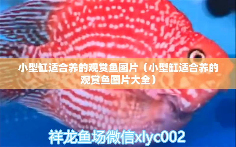 小型缸適合養(yǎng)的觀賞魚圖片（小型缸適合養(yǎng)的觀賞魚圖片大全）