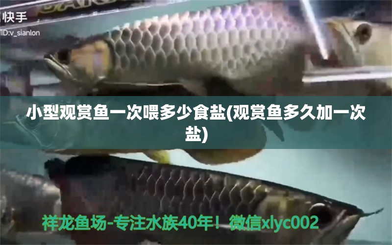 小型觀賞魚一次喂多少食鹽(觀賞魚多久加一次鹽) 小型觀賞魚