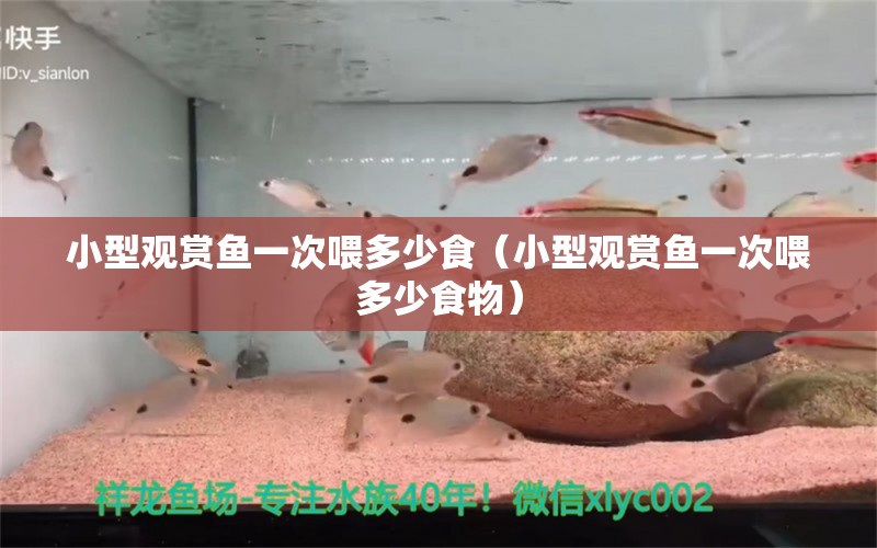 小型觀賞魚一次喂多少食（小型觀賞魚一次喂多少食物） 小型觀賞魚