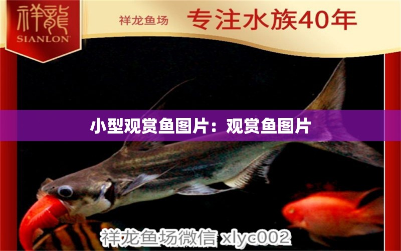 小型觀賞魚圖片：觀賞魚圖片