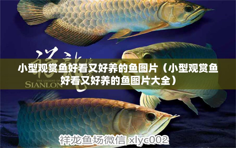 小型觀賞魚好看又好養(yǎng)的魚圖片（小型觀賞魚好看又好養(yǎng)的魚圖片大全）