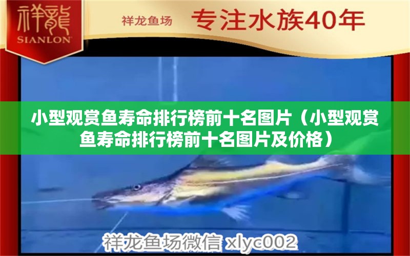 小型觀賞魚壽命排行榜前十名圖片（小型觀賞魚壽命排行榜前十名圖片及價格） 小型觀賞魚