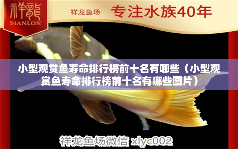 小型觀賞魚壽命排行榜前十名有哪些（小型觀賞魚壽命排行榜前十名有哪些圖片） 巴西亞魚