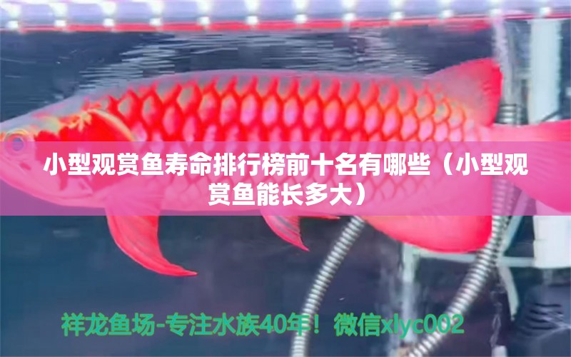 小型觀賞魚壽命排行榜前十名有哪些（小型觀賞魚能長多大）