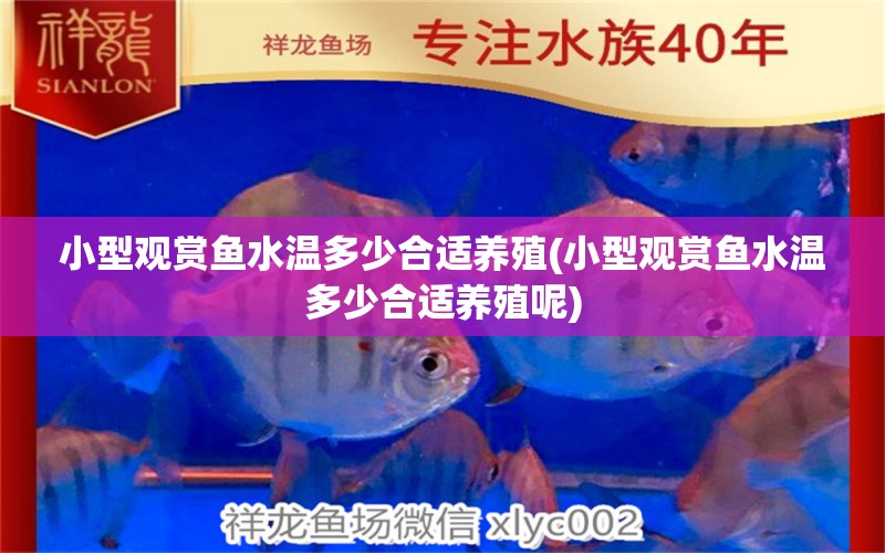 小型觀賞魚(yú)水溫多少合適養(yǎng)殖(小型觀賞魚(yú)水溫多少合適養(yǎng)殖呢) 南美異型魚(yú)