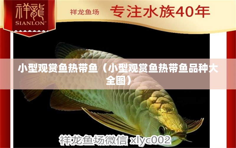 小型觀賞魚熱帶魚（小型觀賞魚熱帶魚品種大全圖） 小型觀賞魚