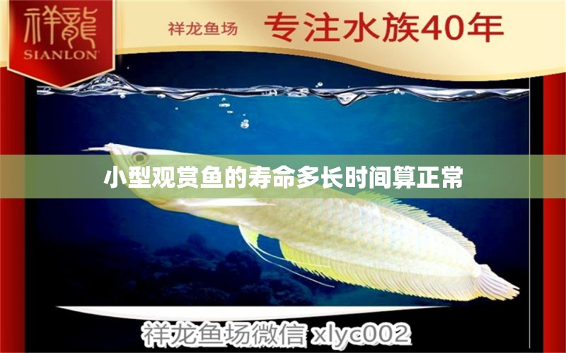 小型觀賞魚的壽命多長時間算正常 小型觀賞魚