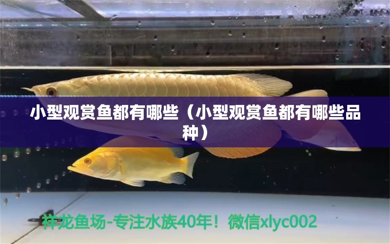 小型觀賞魚(yú)都有哪些（小型觀賞魚(yú)都有哪些品種） 小型觀賞魚(yú)