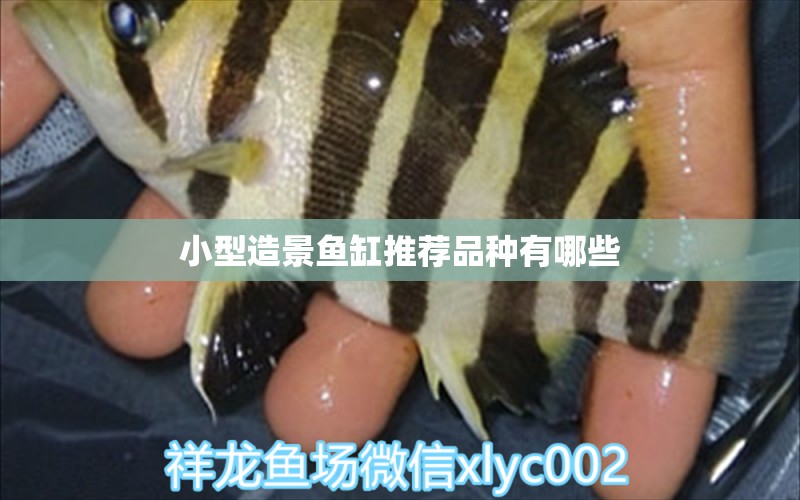 小型造景魚(yú)缸推薦品種有哪些