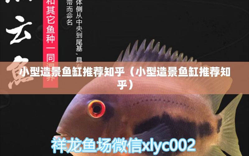 小型造景魚(yú)缸推薦知乎（小型造景魚(yú)缸推薦知乎）