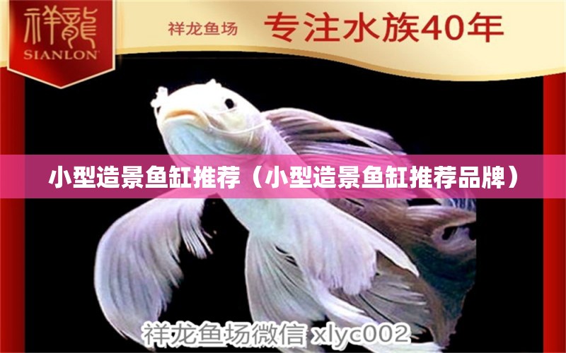 小型造景魚缸推薦（小型造景魚缸推薦品牌）