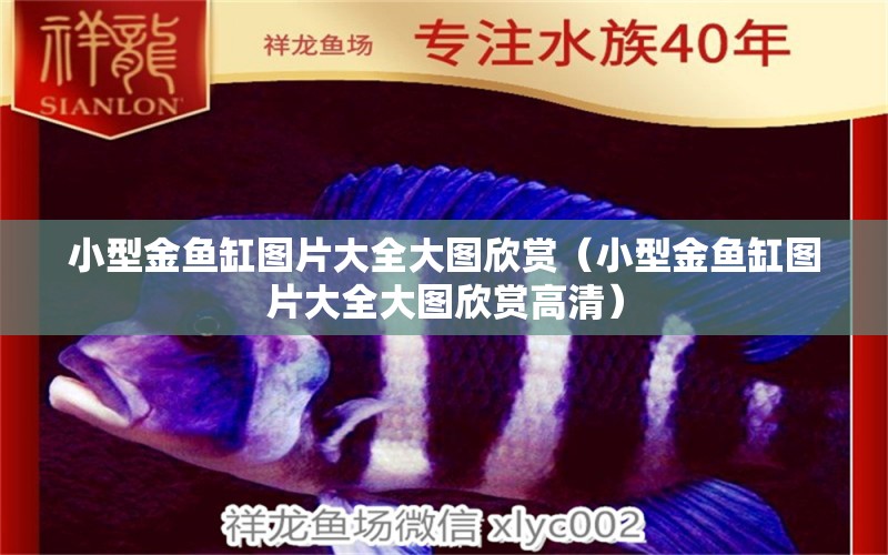 小型金魚(yú)缸圖片大全大圖欣賞（小型金魚(yú)缸圖片大全大圖欣賞高清）