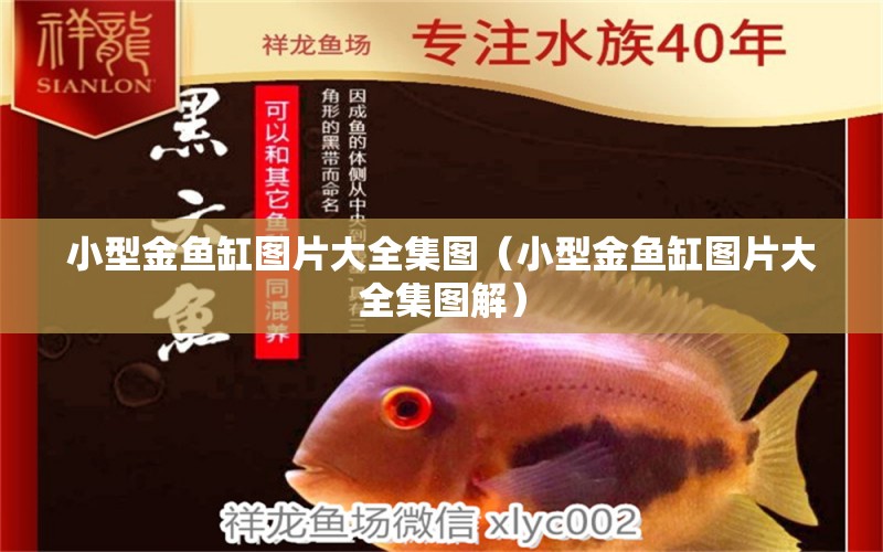 小型金魚缸圖片大全集圖（小型金魚缸圖片大全集圖解）