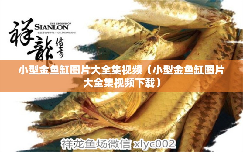 小型金魚缸圖片大全集視頻（小型金魚缸圖片大全集視頻下載） 黃吉金龍（白子金龍魚）