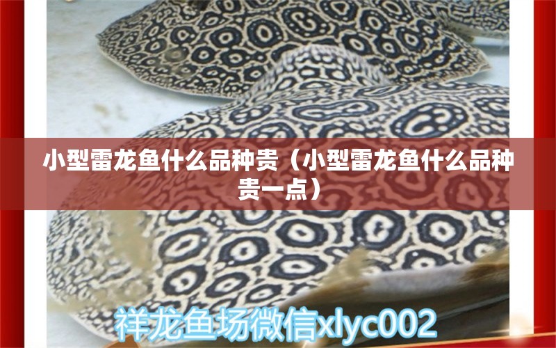 小型雷龍魚什么品種貴（小型雷龍魚什么品種貴一點(diǎn)） 祥龍魚場