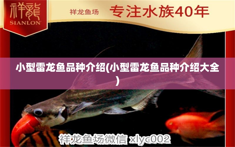 小型雷龍魚品種介紹(小型雷龍魚品種介紹大全)