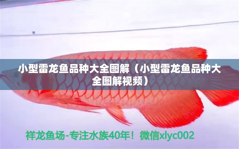 小型雷龍魚品種大全圖解（小型雷龍魚品種大全圖解視頻）