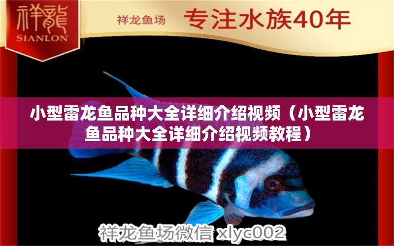 小型雷龍魚品種大全詳細(xì)介紹視頻（小型雷龍魚品種大全詳細(xì)介紹視頻教程） 龍魚疾病與治療