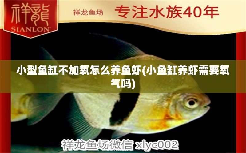 小型魚缸不加氧怎么養(yǎng)魚蝦(小魚缸養(yǎng)蝦需要氧氣嗎) 伊巴卡魚