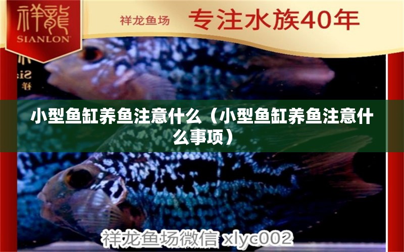 小型魚缸養(yǎng)魚注意什么（小型魚缸養(yǎng)魚注意什么事項）