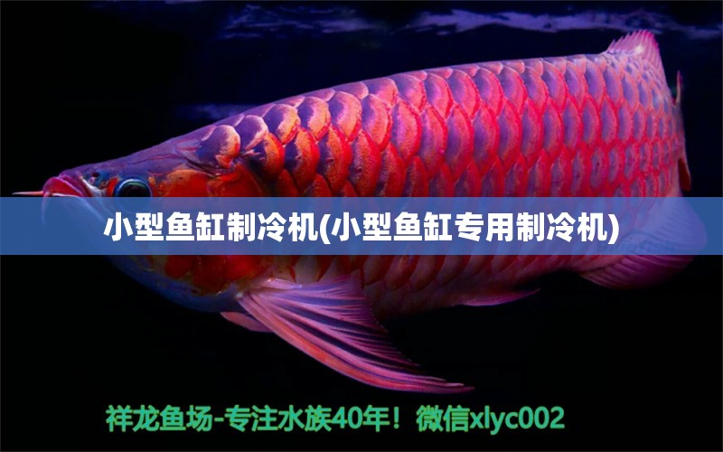 小型魚缸制冷機(小型魚缸專用制冷機) 委內(nèi)瑞拉奧里諾三間魚