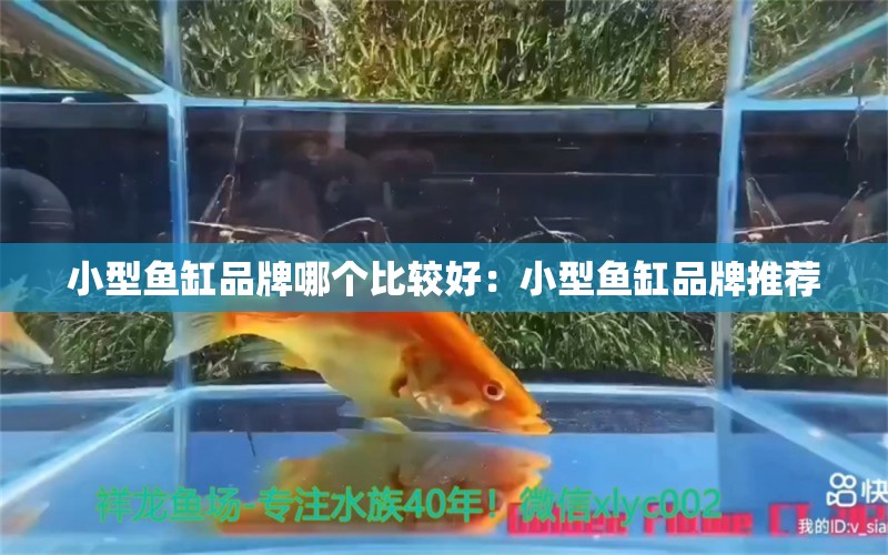 小型魚缸品牌哪個比較好：小型魚缸品牌推薦