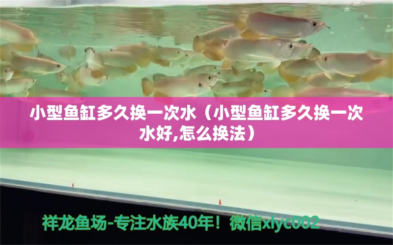 小型魚缸多久換一次水（小型魚缸多久換一次水好,怎么換法） 白子銀龍苗（黃化銀龍苗）