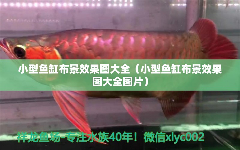 小型魚缸布景效果圖大全（小型魚缸布景效果圖大全圖片）