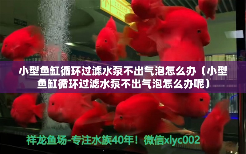 小型魚缸循環(huán)過濾水泵不出氣泡怎么辦（小型魚缸循環(huán)過濾水泵不出氣泡怎么辦呢）