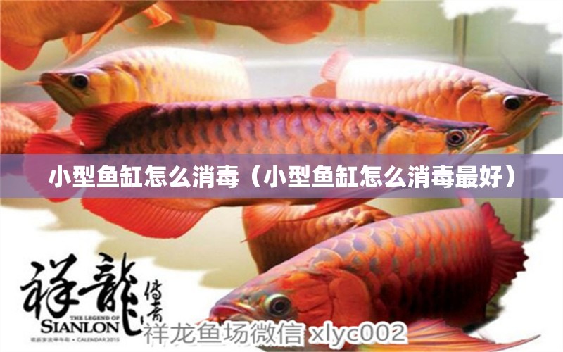 小型魚缸怎么消毒（小型魚缸怎么消毒最好）