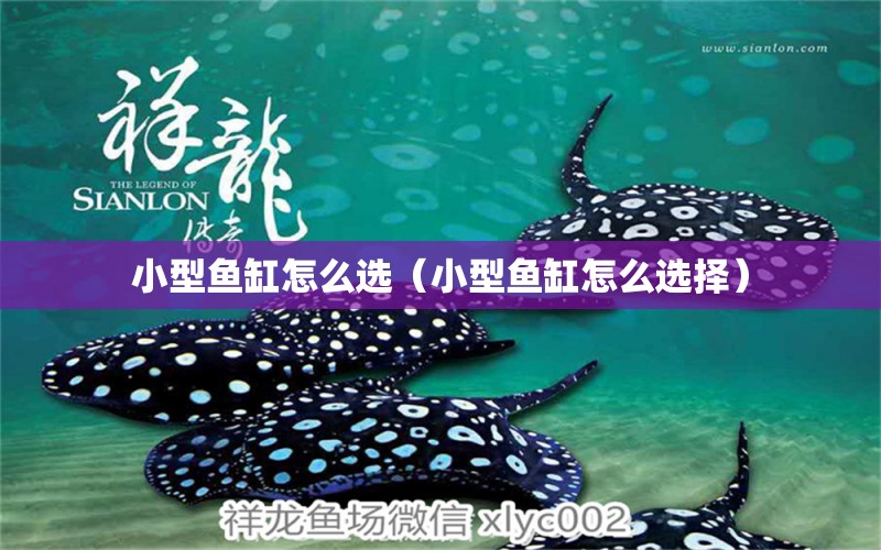 小型魚缸怎么選（小型魚缸怎么選擇）