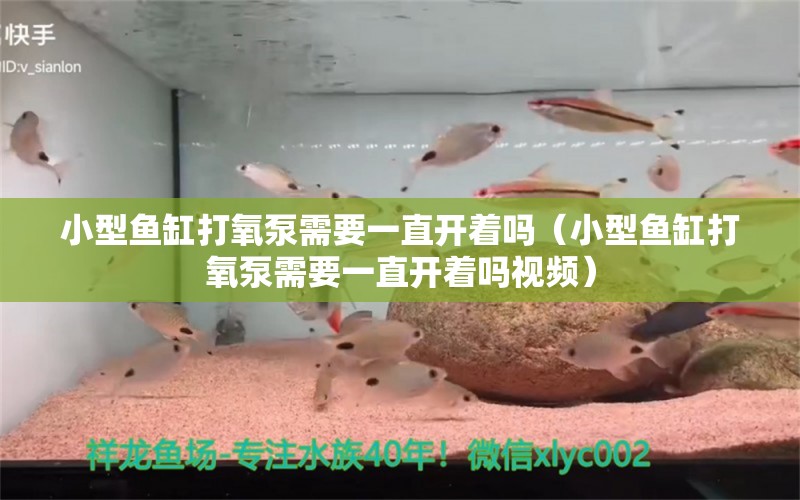 小型魚缸打氧泵需要一直開著嗎（小型魚缸打氧泵需要一直開著嗎視頻） 祥龍水族醫(yī)院