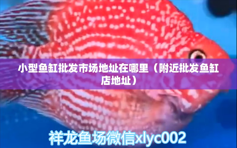 小型魚(yú)缸批發(fā)市場(chǎng)地址在哪里（附近批發(fā)魚(yú)缸店地址）