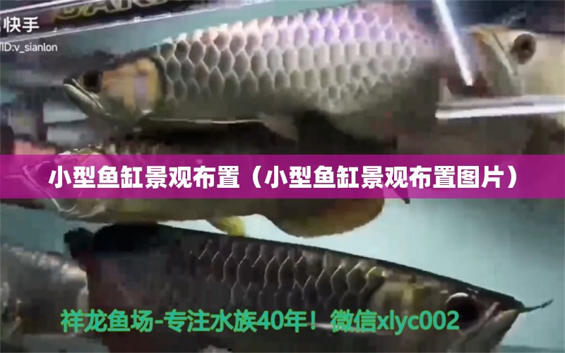 小型魚缸景觀布置（小型魚缸景觀布置圖片） 海水魚（海水魚批發(fā)）